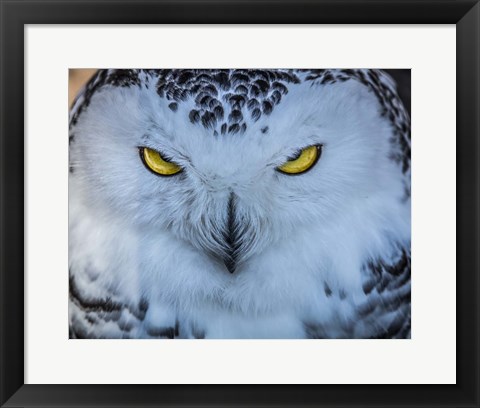 Framed Evil Owl II Print