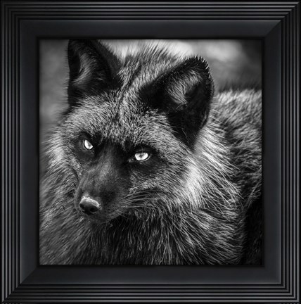 Framed Silver Fox Black &amp; White Print