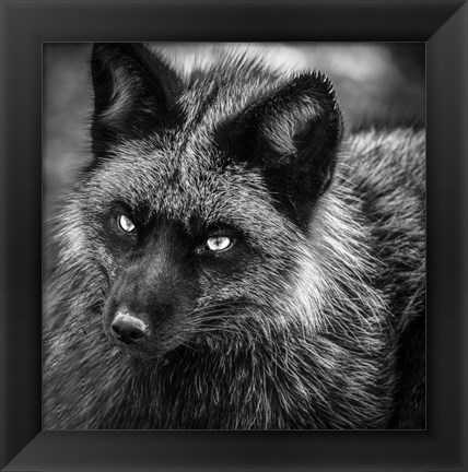 Framed Silver Fox Black &amp; White Print