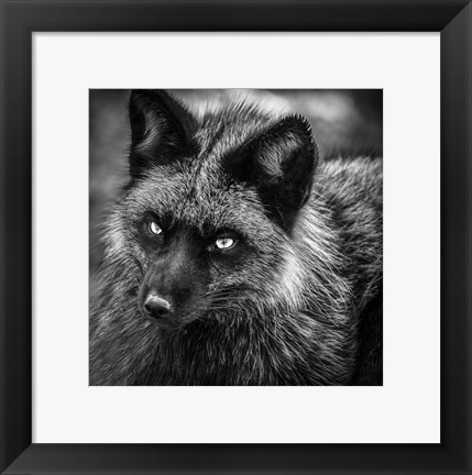 Framed Silver Fox Black &amp; White Print