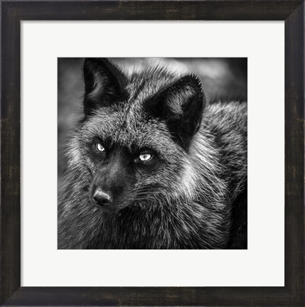 Framed Silver Fox Black &amp; White Print