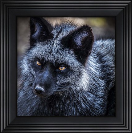 Framed Silver Fox Print
