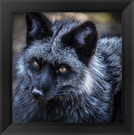 Framed Silver Fox Print