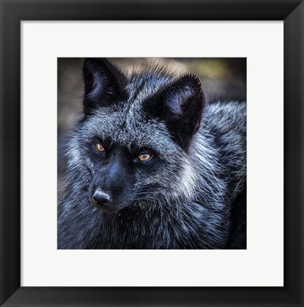 Framed Silver Fox Print