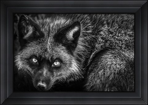 Framed Silver Fox II Black &amp; White Print