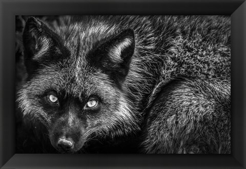 Framed Silver Fox II Black &amp; White Print