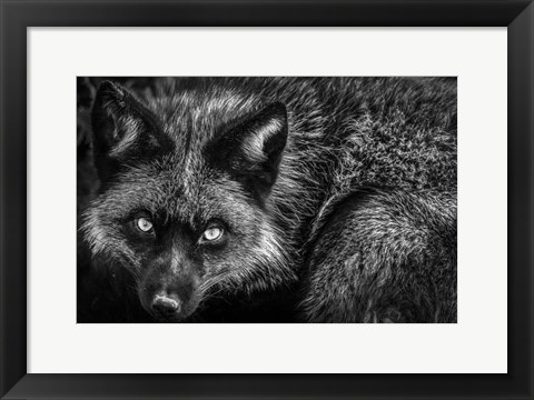 Framed Silver Fox II Black &amp; White Print