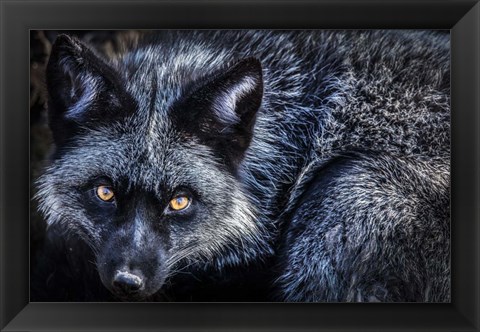 Framed Silver Fox II Print