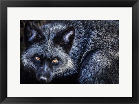 Framed Silver Fox II Print