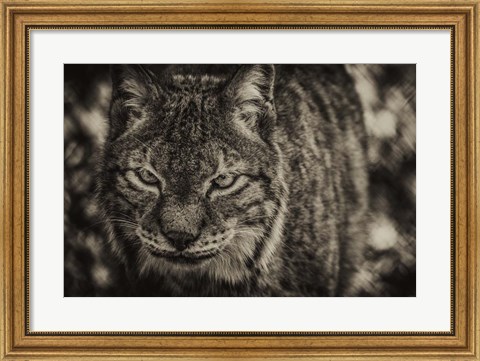 Framed Lynx Front Sepia Print