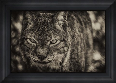 Framed Lynx Front Sepia Print