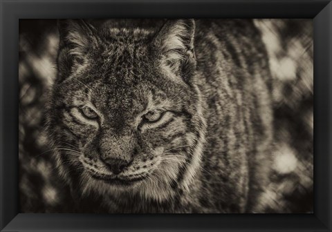 Framed Lynx Front Sepia Print