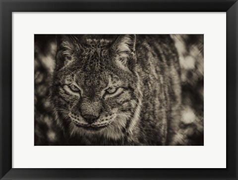 Framed Lynx Front Sepia Print