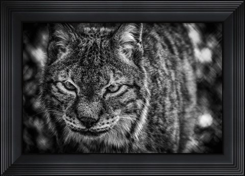 Framed Lynx Front  Black &amp; White Print