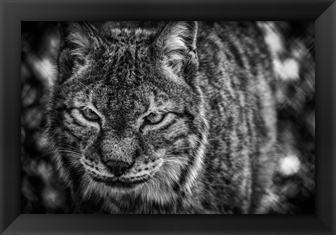 Framed Lynx Front  Black &amp; White Print