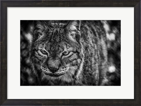Framed Lynx Front  Black &amp; White Print