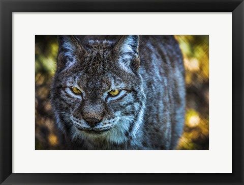Framed Lynx Front Print