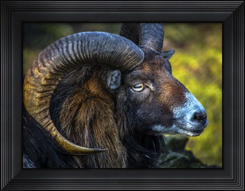 Framed Ram Print