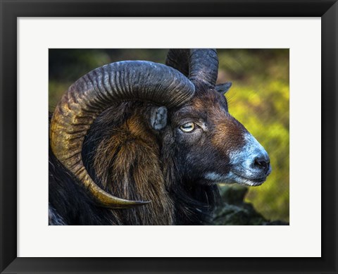 Framed Ram Print