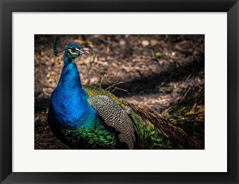 Framed Peacock II Print