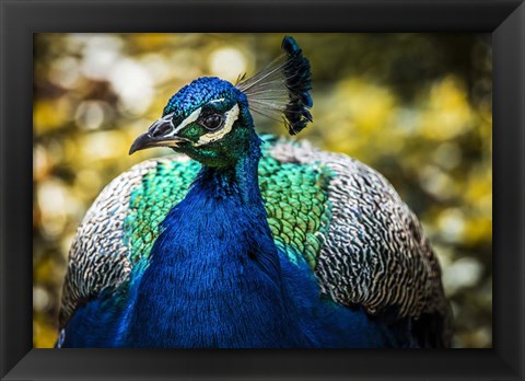 Framed Peacock III Print