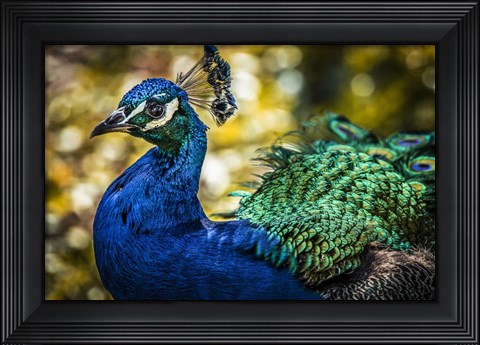 Framed Peacock IV Print