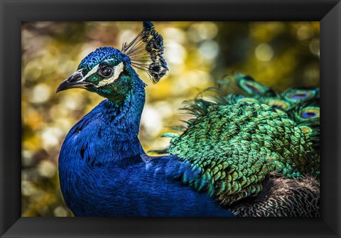 Framed Peacock IV Print