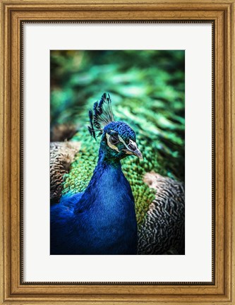 Framed Peacock V Print