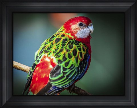 Framed Colorfull Bird Print