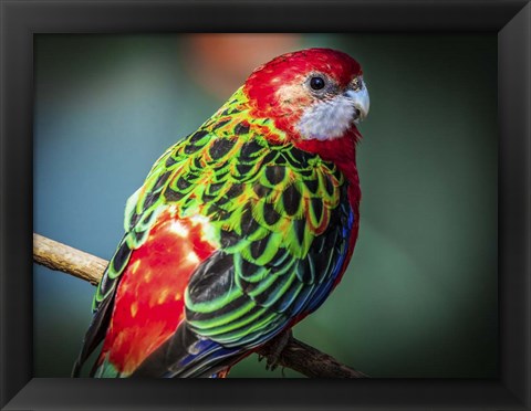 Framed Colorfull Bird Print