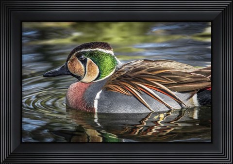 Framed Colorfull Duck Print