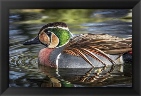 Framed Colorfull Duck Print