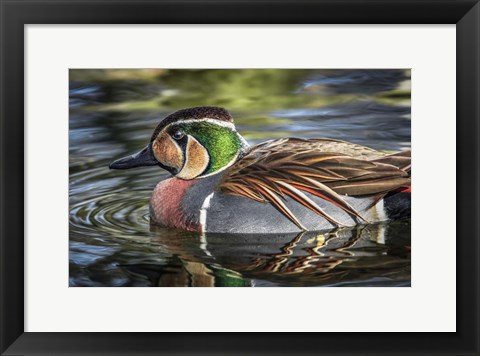 Framed Colorfull Duck Print