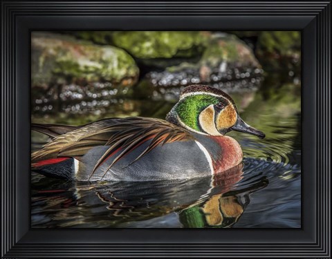 Framed Colorfull Duck II Print