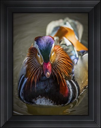 Framed Mandarin Duck II Print