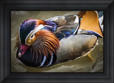 Framed Mandarin Duck III Print