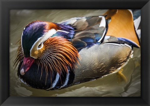 Framed Mandarin Duck III Print