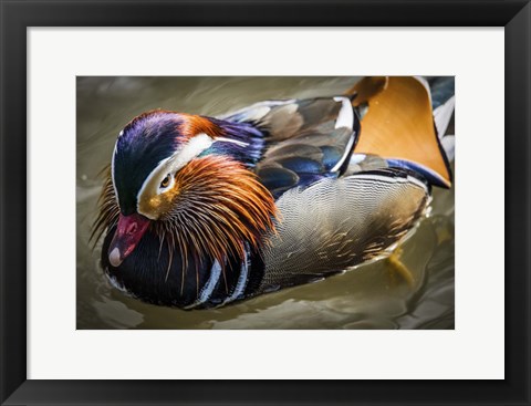 Framed Mandarin Duck III Print