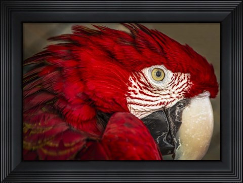 Framed Ara Parrot Close Up Print