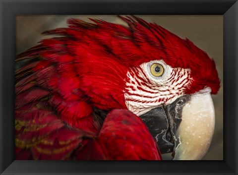 Framed Ara Parrot Close Up Print