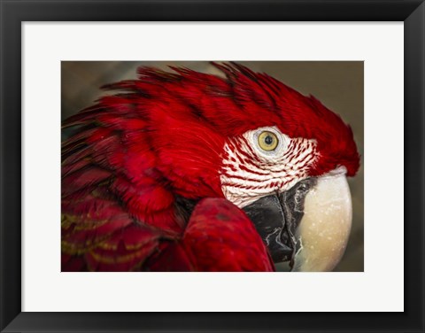 Framed Ara Parrot Close Up Print