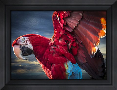Framed Ara Wings Print