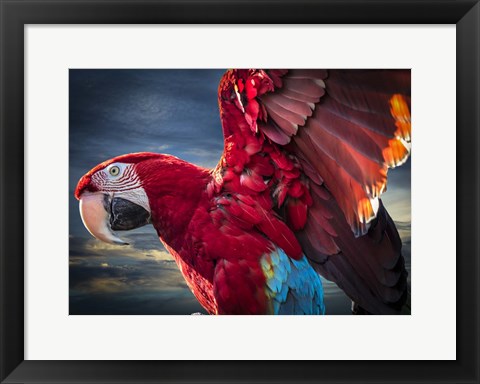 Framed Ara Wings Print