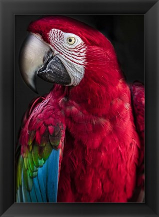 Framed Ara Parrot Print