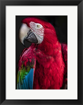 Framed Ara Parrot Print