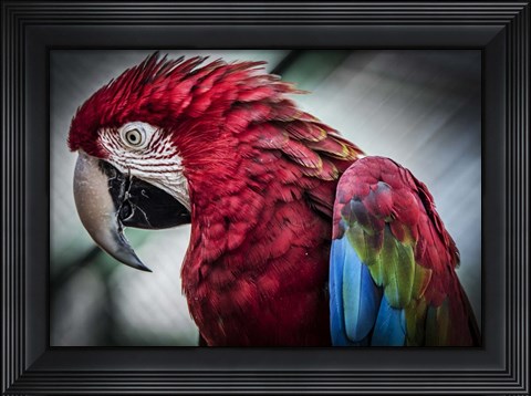 Framed Ara Parrot II Print