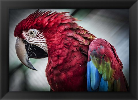 Framed Ara Parrot II Print