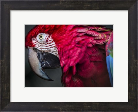 Framed Ara Parrot Close Up II Print