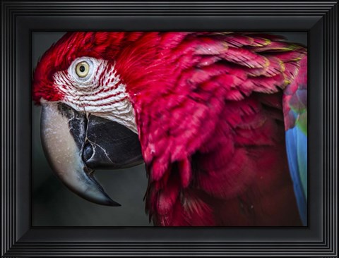 Framed Ara Parrot Close Up II Print