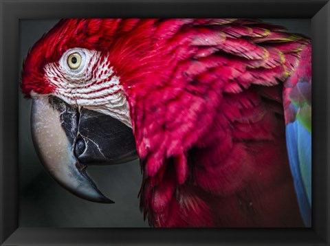 Framed Ara Parrot Close Up II Print